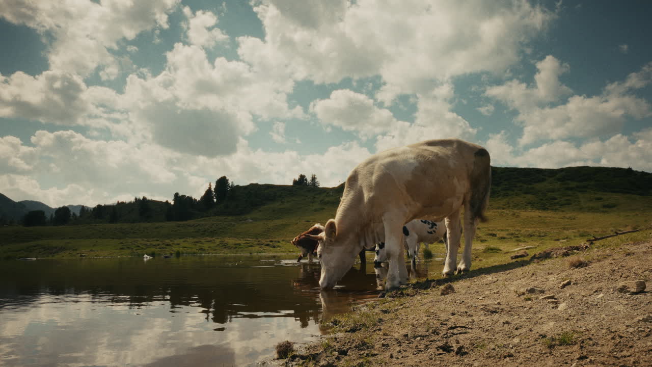 Cows Drinking at a Mountain Lake