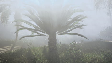 Lush tropical garden shrouded in morning mist with palm trees