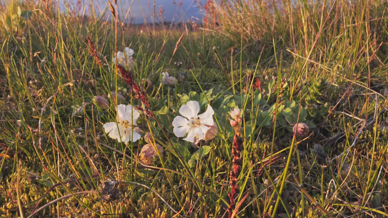 Hvide vilde blomster, der blomstrer blandt græs i et varmt aftenlys på en naturlig eng. Håndholdt optagelse