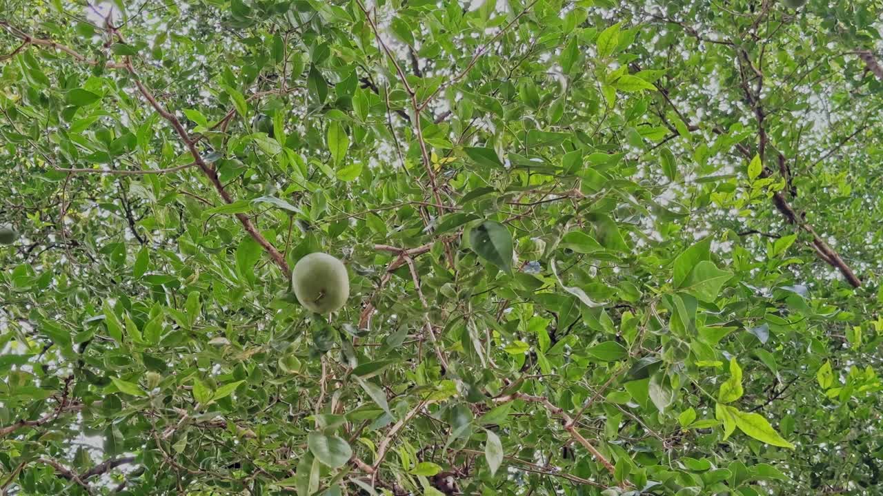 Closeup circling shot of bel fruit on branch, leaves swaying gently. The bael tree, known for its hard shell and sacred value, appears lush and vivid in motion