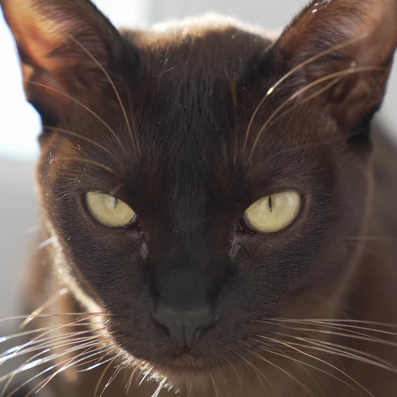 Portrait of a cat. Big eyes of a burmese cat looking on camera. Face of adorable pedigree pet. Close-up