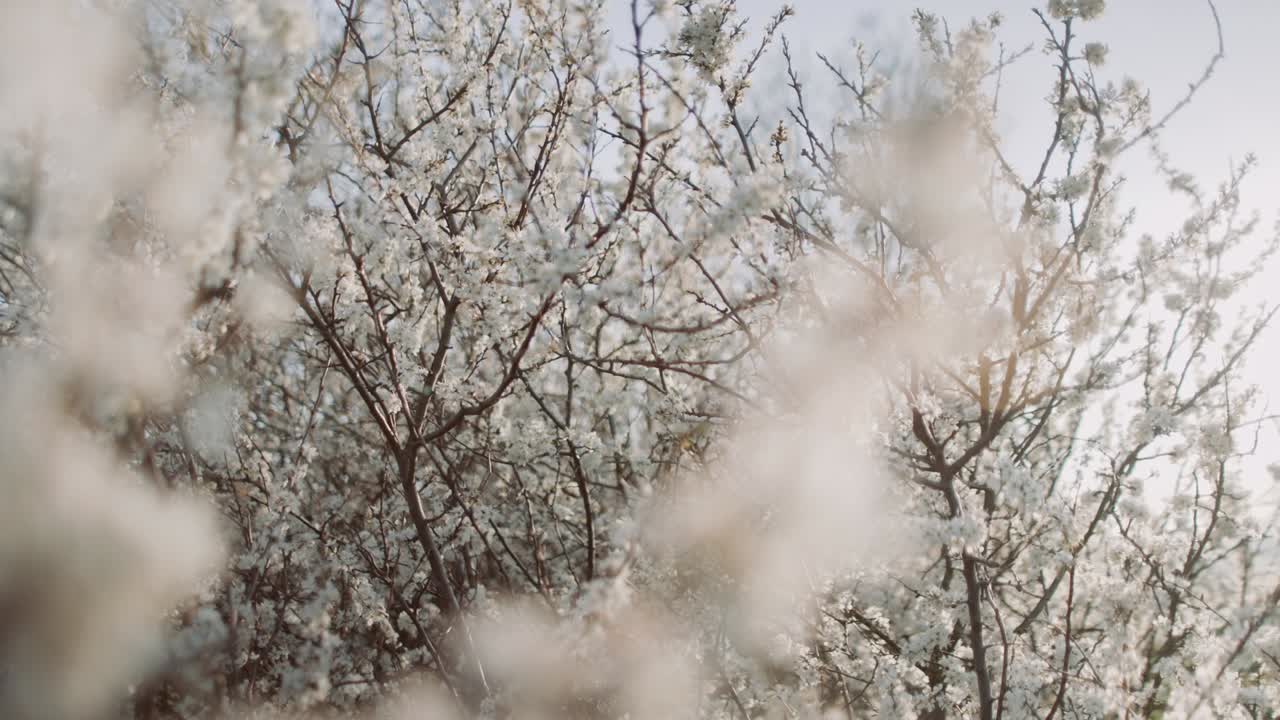 hermosos árboles en flor en las flores de la primavera del cerezo