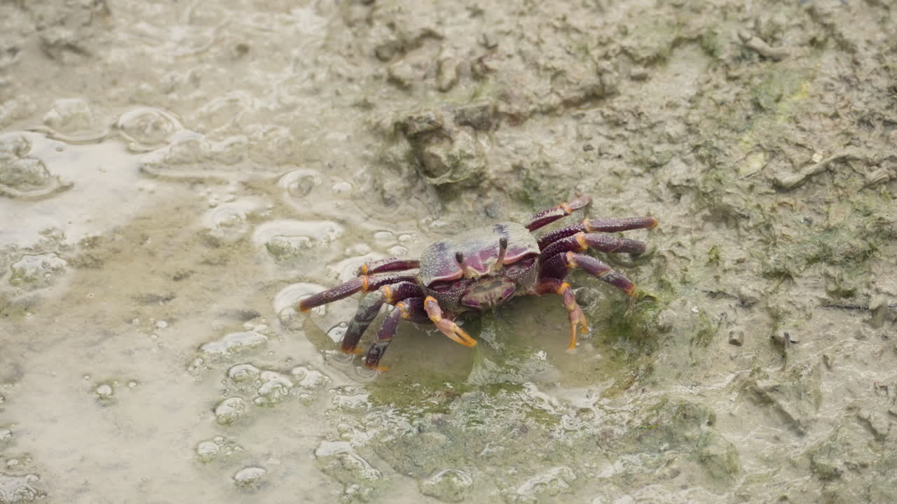 Lonely crab eating from wet mud land, close up
