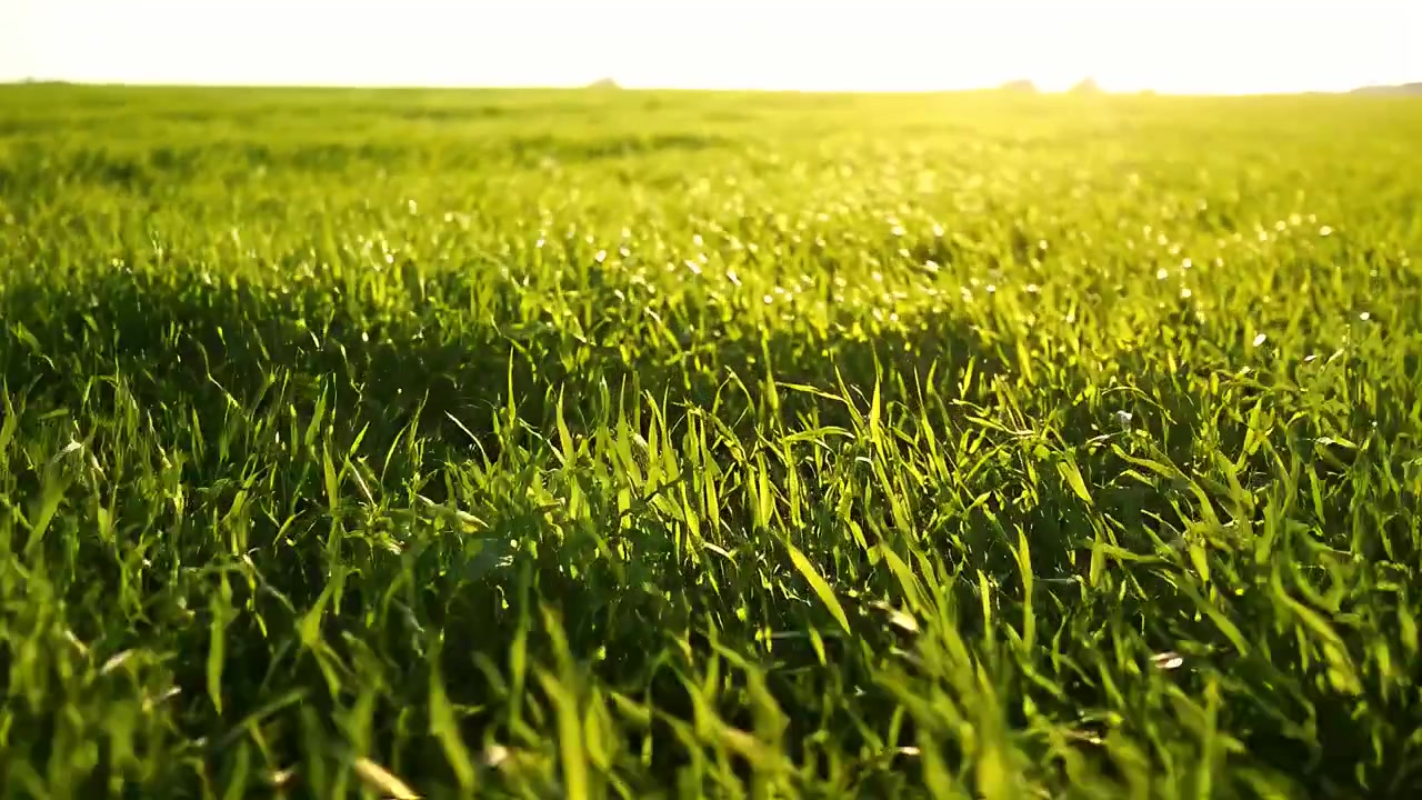 Campo d'erba verde che ondeggia al vento al tramonto