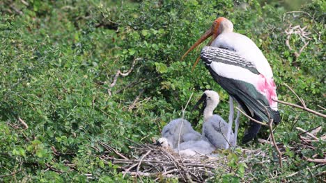 parent stork tends to its hungry offspring