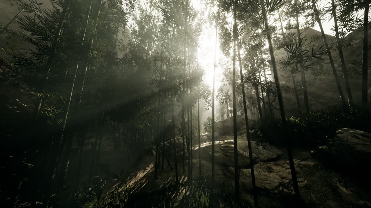 Serene sunlight filtering through bamboo forest during early morning hours