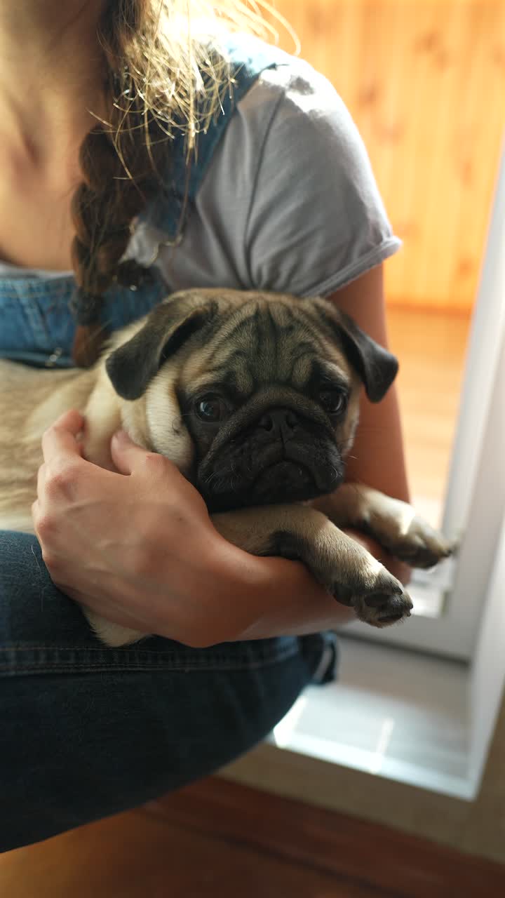 귀여운 파그 강아지를 들고 있는 여자