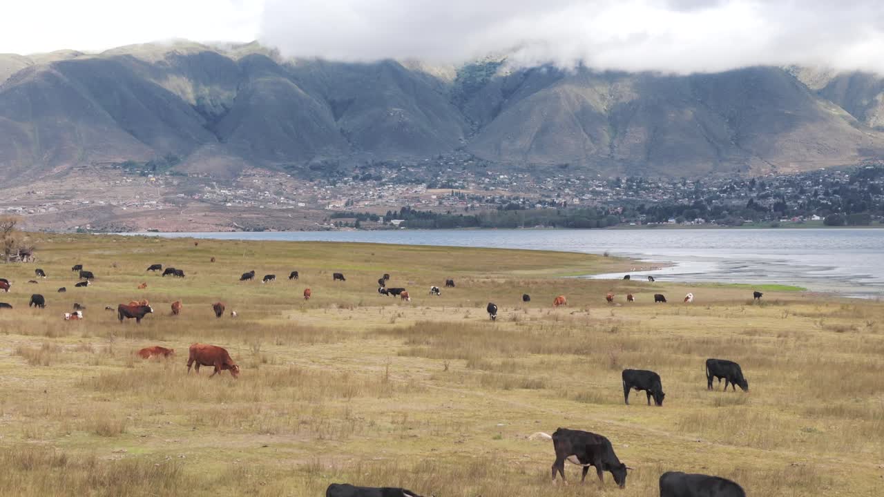 vacas pastando en el prado cerca de un lago en tafi del valle, montañas nubladas y una ciudad como fondo, provincia de tucumán, vuelo de drones sobre el animal, copia espacio