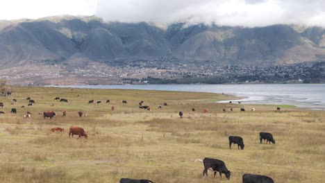 Cows-grazing-on-meadow-nearby-a-lake-in-tafi-del-valle,-cloudy-mountains-and-a-city-as-background,-province-of-Tucumán,-drone-flight-over-the-animal,-copy-space