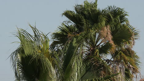 palm tree in daylight waving in the strong winds, algarve