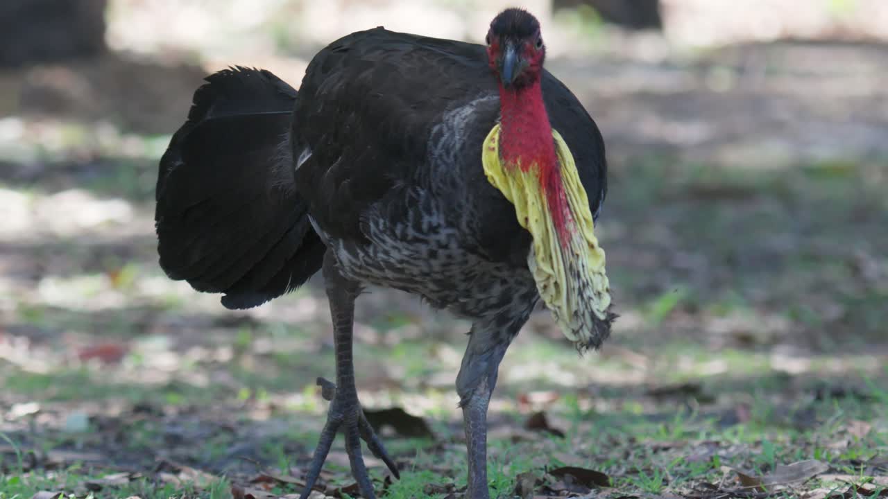 pavo de cepillo australiano caminando en cámara lenta