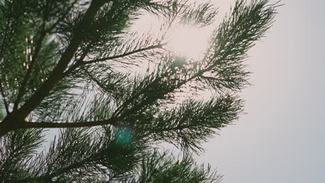 silhouette of pine tree branch waved by light wind in forest 1