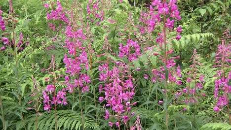 rosebay willowherb in flower. england. uk