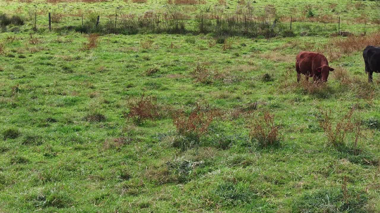 Cows and more cows aerial pan view
