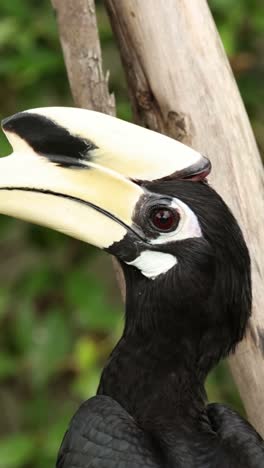 hornbill interacting with its environment.