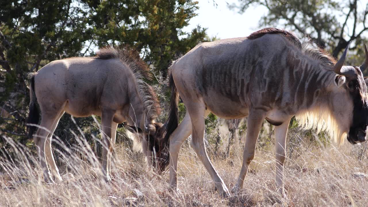 Primo piano di due gnu che mangiano