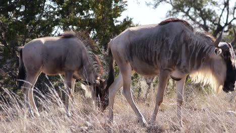 Nahaufnahme-Von-Zwei-Gnus-Beim-Essen