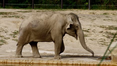 asian elephant in columbus zoo