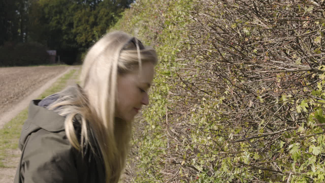 Woman picking berries from a hawthorn bush