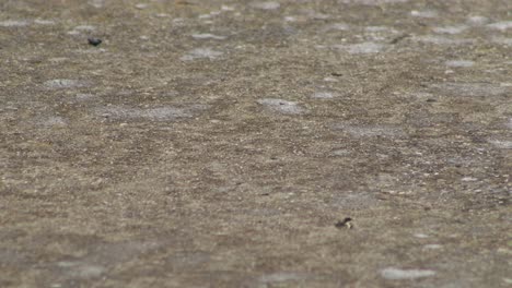 Rain-Falling-Onto-Stone-Pathway-Close-Up-Australia-Victoria-Gippsland-Maffra