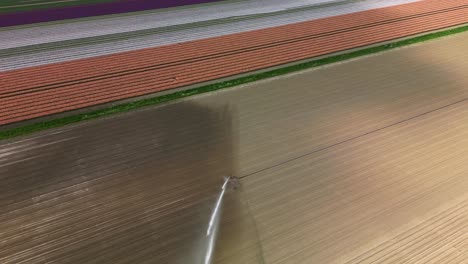 Aerial-View-Of-Sprinkler-Watering-The-Plow-Field-Near-The-Colorful-Fields-of-Tulip