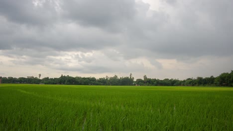 a serene timelapse capturing the beauty of vibrant green rice fields with clouds drifting across the sky, creating a peaceful rural landscape.
