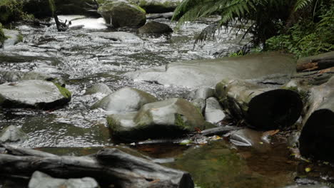 river flowing though smooth black rocks in the middle of a rain forest