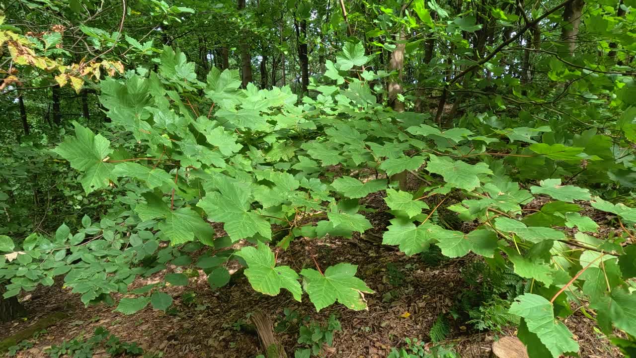 el follaje verde en el bosque de stirling, escocia