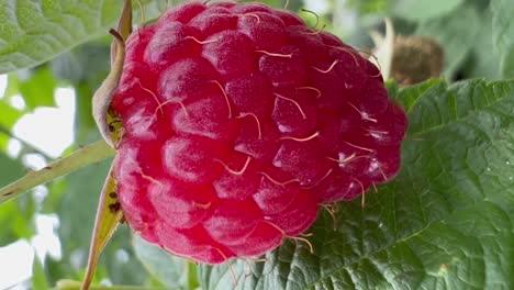 a close up of a raspberry growing on a plant. a macro shot of a raspberry, a seedless fruit, growing on a bramble plant. it is a natural and delicious berry, similar to a salmonberry or wine raspberry