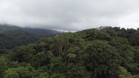 vertical flight in the jungle of uvita, costa rica