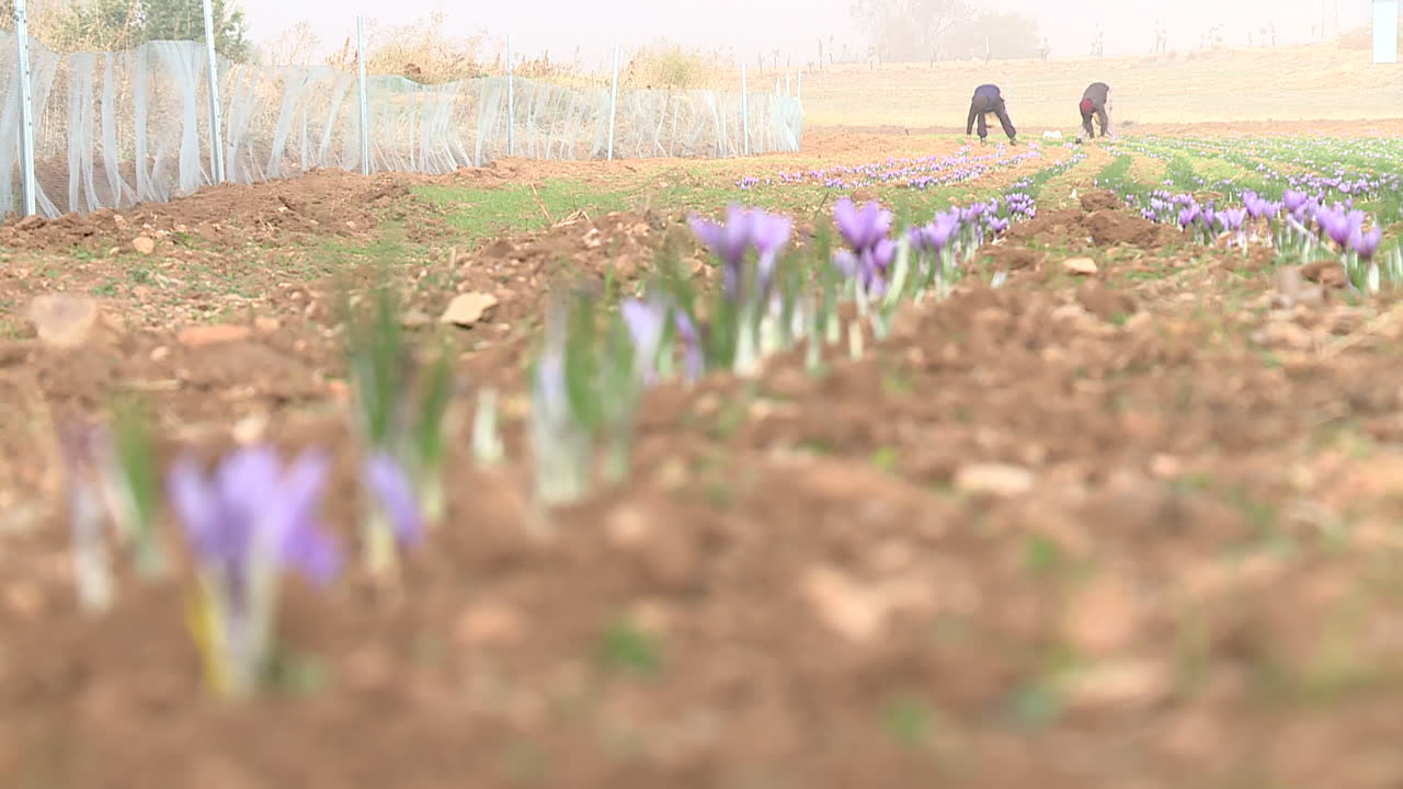 Saffron farmers working in a field