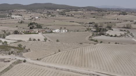 -Felder-Mit-Weinbergen,-Olivenbäumen