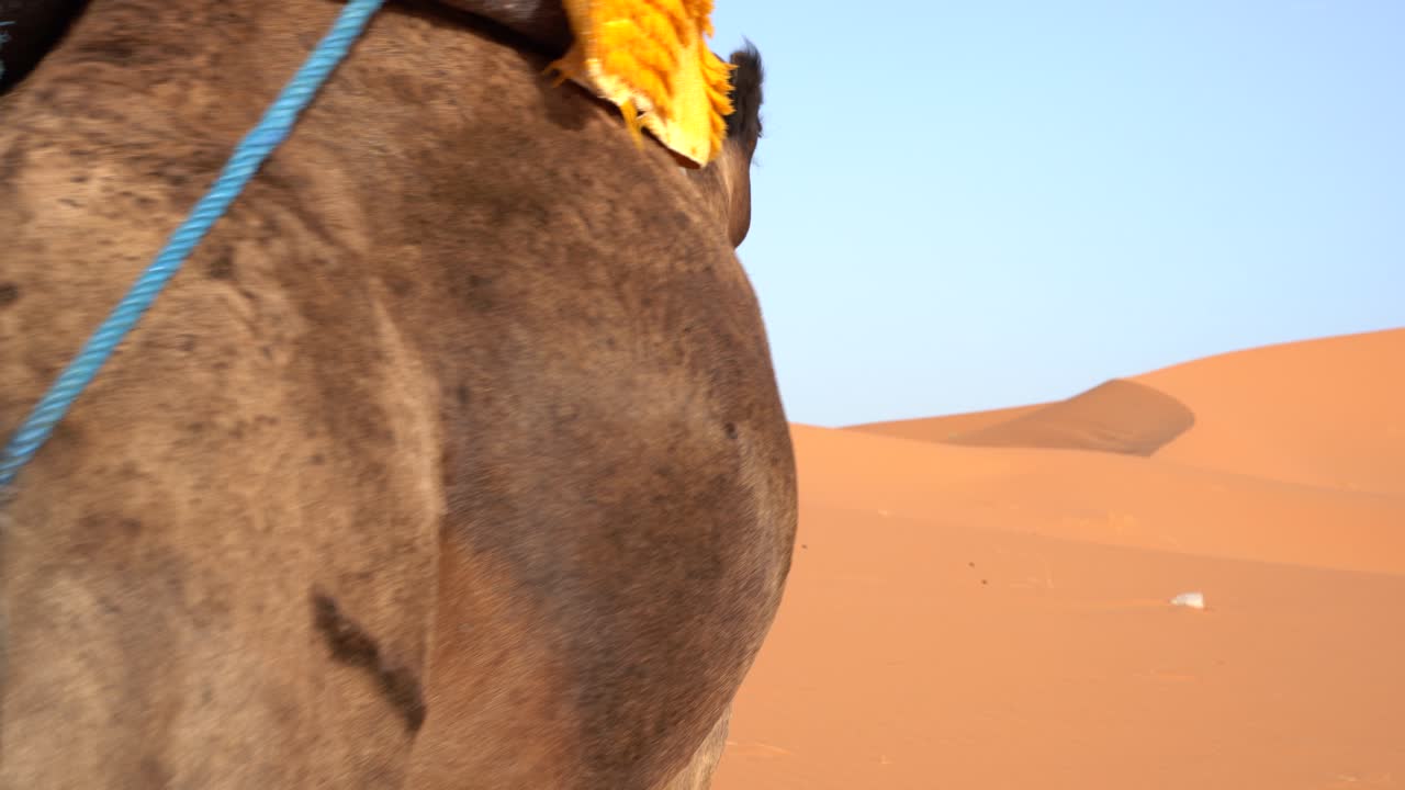detalles del cuerpo de los dromedarios desde atrás mientras caminaba por el desierto del sahara en marruecos, merzouga, áfrica