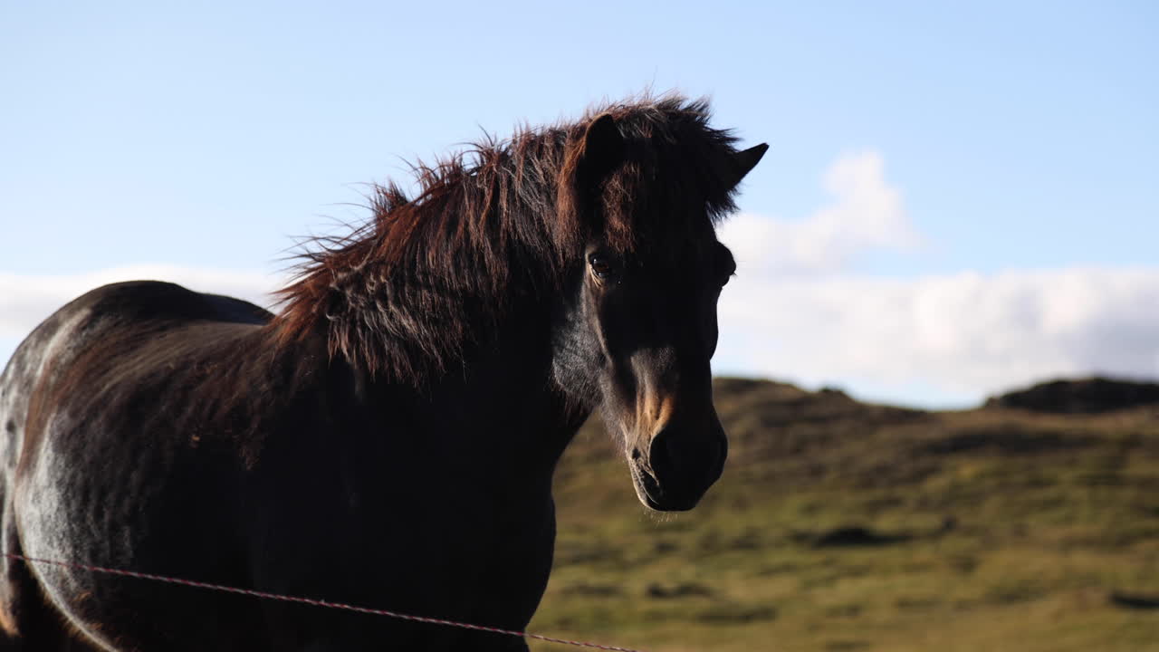 hermosa toma de mano de caballos islandeses en un