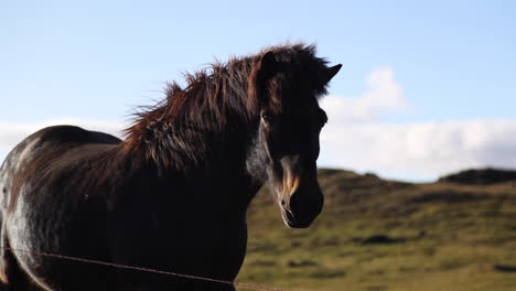 beautiful handheld shot of icelandic horses in an