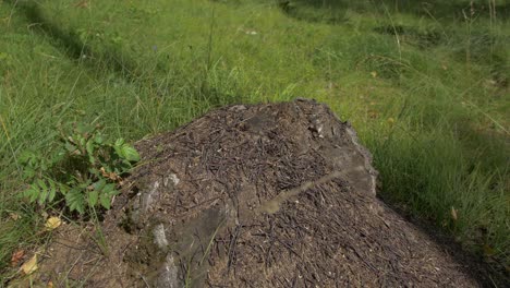 ant hill on a tree stump in a grassy area