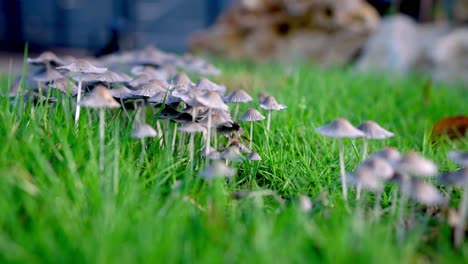 inkcap mushrooms in the early morning