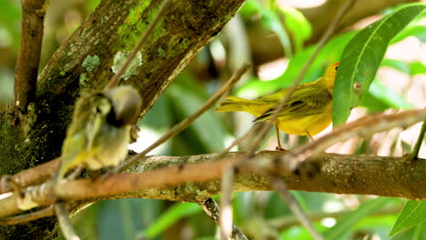 Saffron-finch-couple--in-Brazil