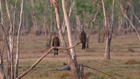 two individuals perched on a dry branch extending out at a eucalyptus tree forest, black-eared kite milvus lineatus pak pli, nakhon nayok, thailand