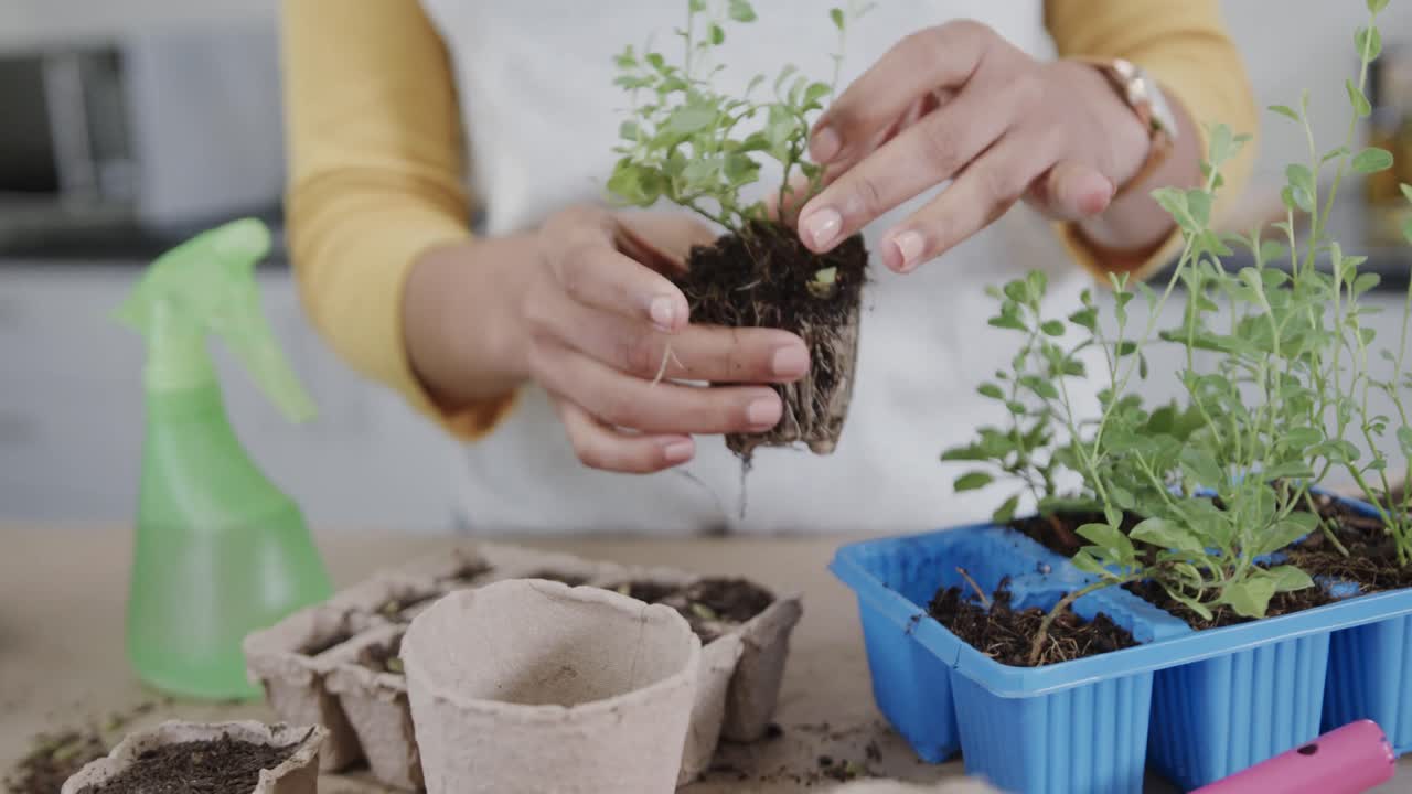 Mani di donna birazziale che piantano piantine di erbe aromatiche in vasetti biodegradabili per la germinazione, al rallentatore