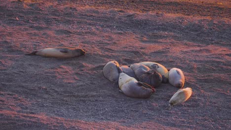 Sunlit-Elephant-seals,-Mirounga-Leonina-sleeping-on-the-coast-of-Caleta-Valdes,-in-Patagonia,-during-a-colorful-morning