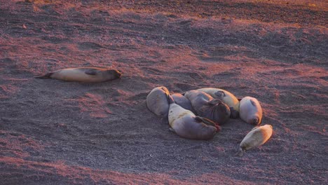 Sonnendurchflutete-See-Elefanten,-Mirounga-Leonina,-Die-An-Einem-Farbenfrohen-Morgen-An-Der-Küste-Von-Caleta-Valdes-In-Patagonien-Schlafen