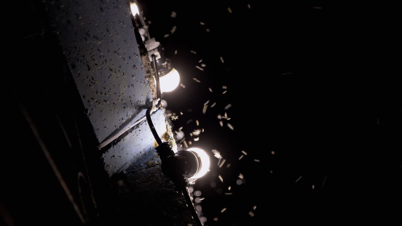 날아다니는 모기, 밤에 거리 램프에 는 모기