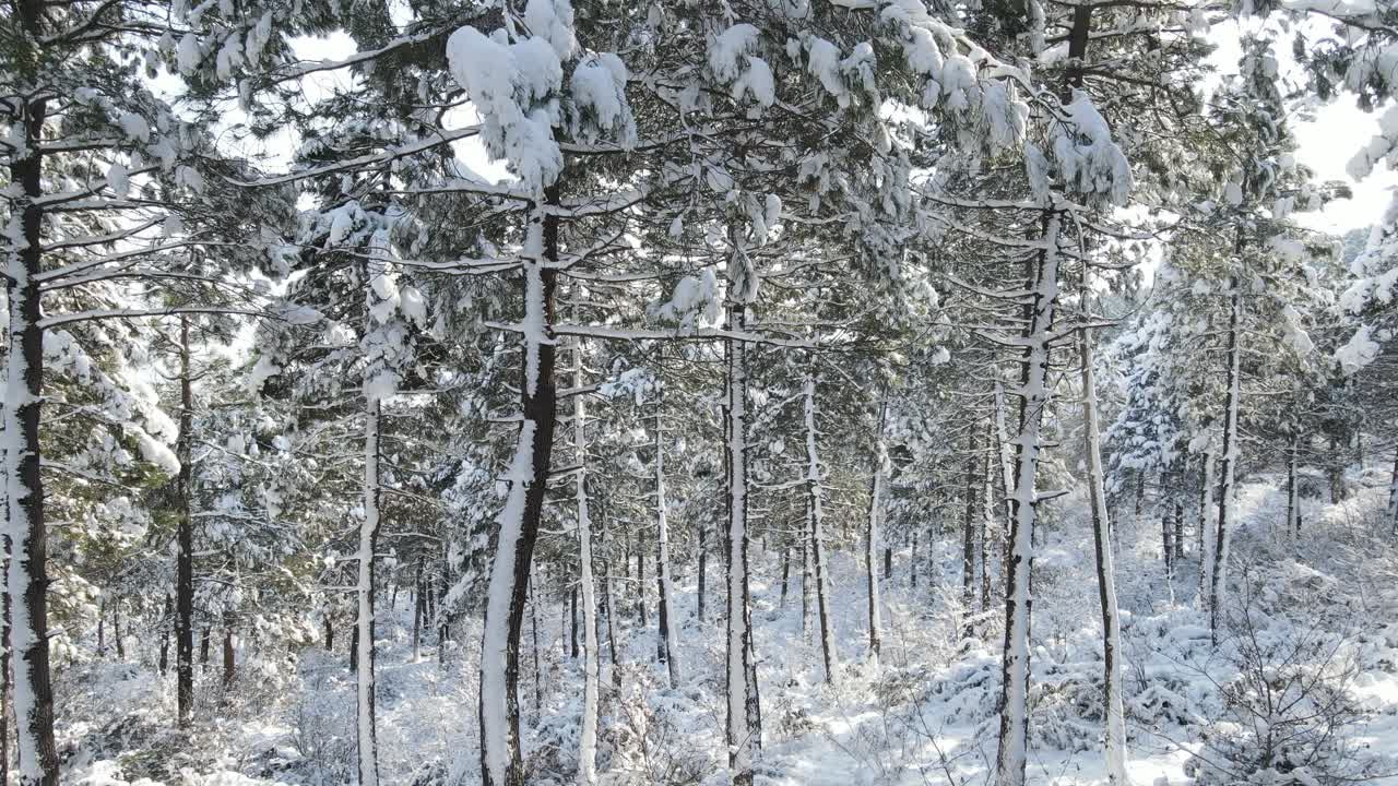 Frosne skovtræer vinter
