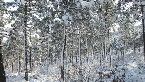 bosque congelado árboles invierno
