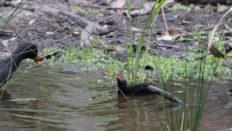 adult moorhen feeding chicks in a natural pond setting