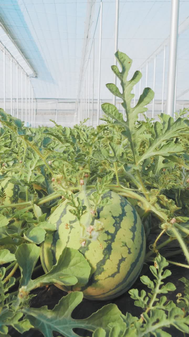 Watermelon growing in greenhouse: agriculture and sustainable farming