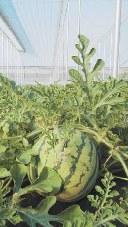 watermelon growing in greenhouse: agriculture and sustainable farming