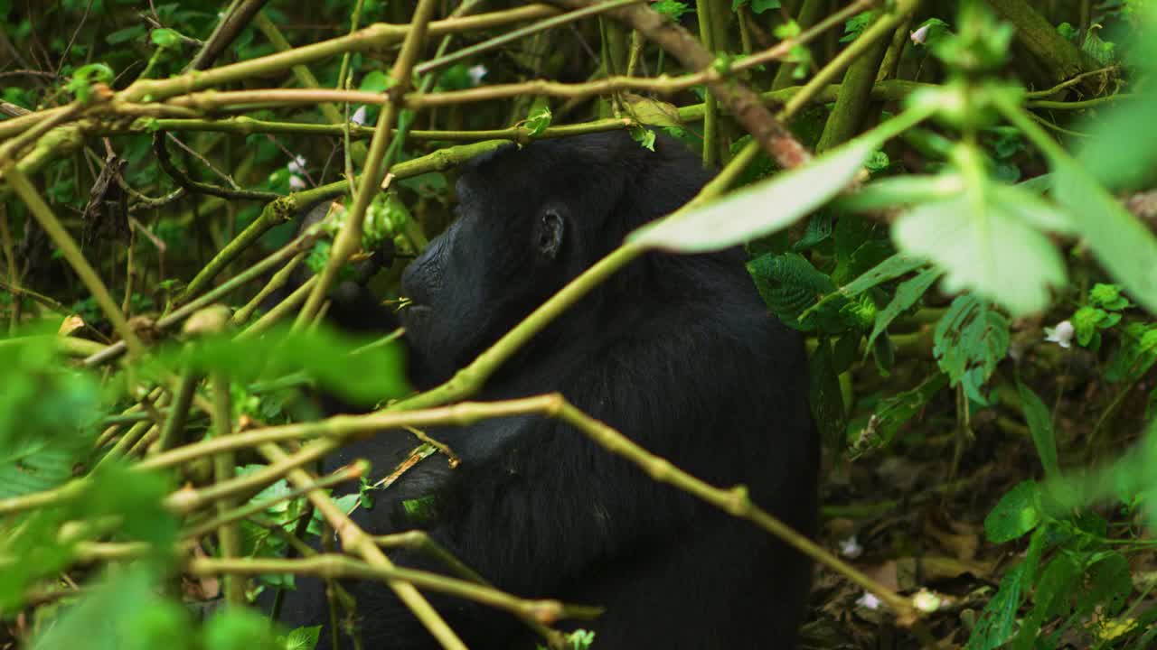 Grande mammifero erbivoro in natura che si nutre in relax.