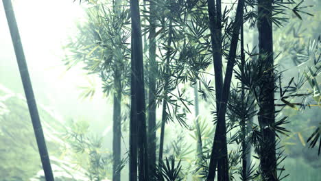 bamboo forest shrouded in mist creates a serene and mysterious atmosphere